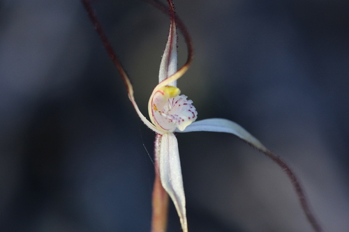 Image of Caladenia microchila by (c) Hugo Innes, some rights reserved (CC BY)