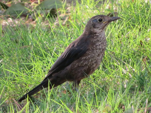 Turdus mandarinus mandarinus