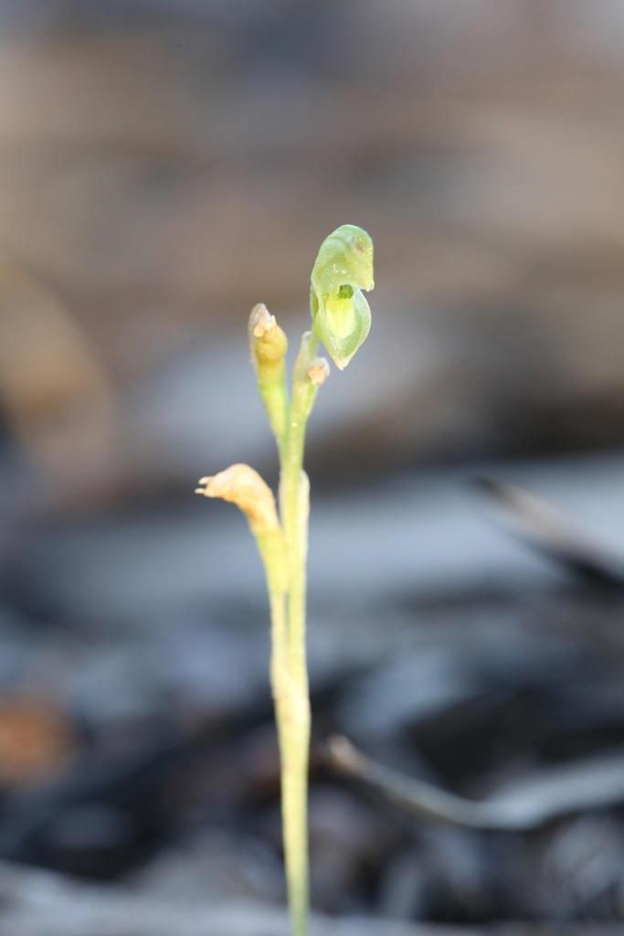 Pterostylis mutica