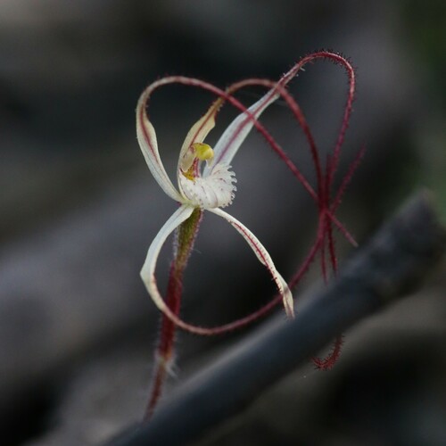 Image of Caladenia microchila by (c) Hugo Innes, some rights reserved (CC BY)