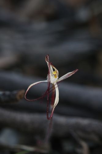 Image of Caladenia microchila by (c) Hugo Innes, some rights reserved (CC BY)