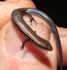 Panaspis wahlbergii