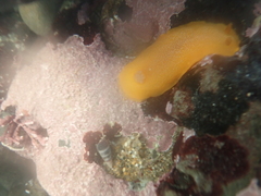 Doriopsilla albopunctata
