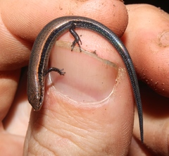 Panaspis wahlbergii