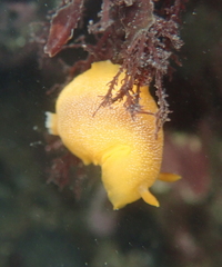 Doriopsilla albopunctata