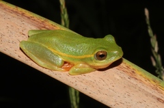 Hyperolius semidiscus