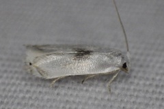 Opostegidae