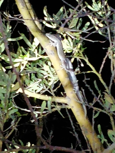Gehyra versicolor