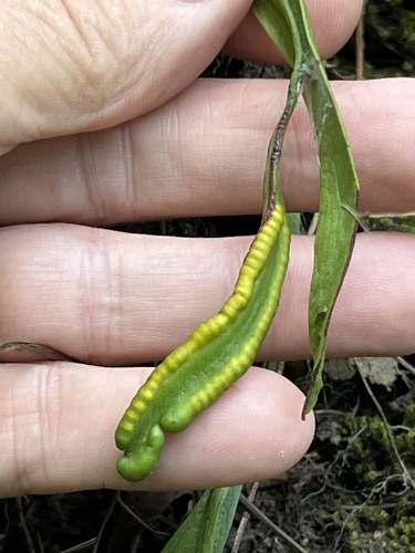Ophioderma pendulum