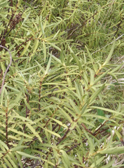 Veronica parviflora