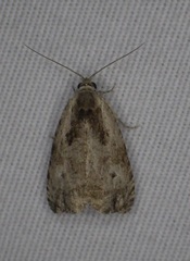 Olethreutes punctanum