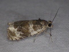 Olethreutes versicolorana