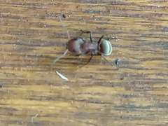 Camponotus planatus image
