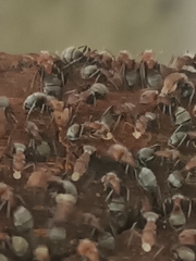 Camponotus planatus image