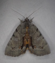 Catocala grynea