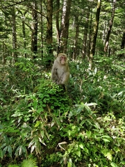 Macaca fuscata fuscata