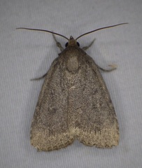 Amphipyra glabella