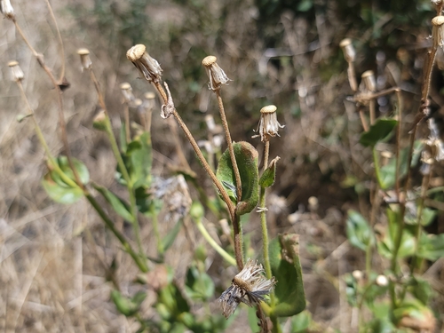 Image of Hulsea heterochroma by (c) Daniel S., some rights reserved (CC BY)