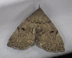 Zanclognatha dentata