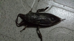 Lethocerus oculatus