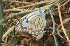Belenois aurota