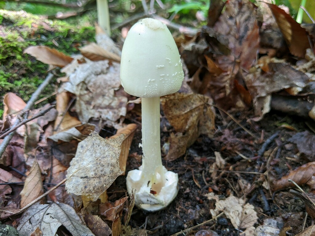 White American Star-Footed Amanita from Proud Lake Recreation Area on ...