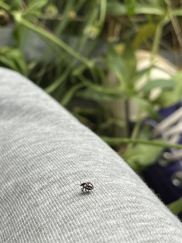 Bzdocha zeleninová (Nezara viridula)