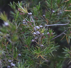 Kunzea linearis