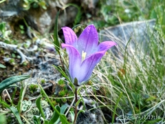 Campanula tridentata
