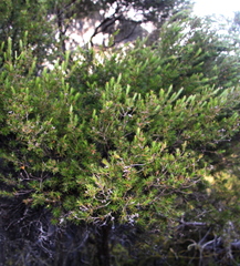 Kunzea linearis