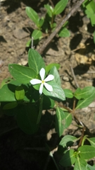 Catharanthus scitulus image