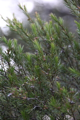 Kunzea linearis