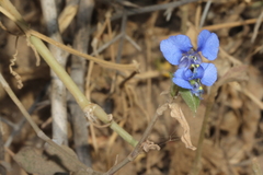 Commelina forskaolii