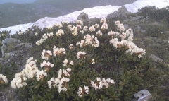 Rhododendron caucasicum