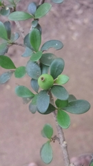 Hyperacanthus grevei