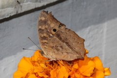 Junonia lemonias