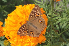 Junonia lemonias