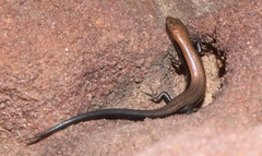 Panaspis wahlbergii