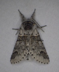 Furcula occidentalis