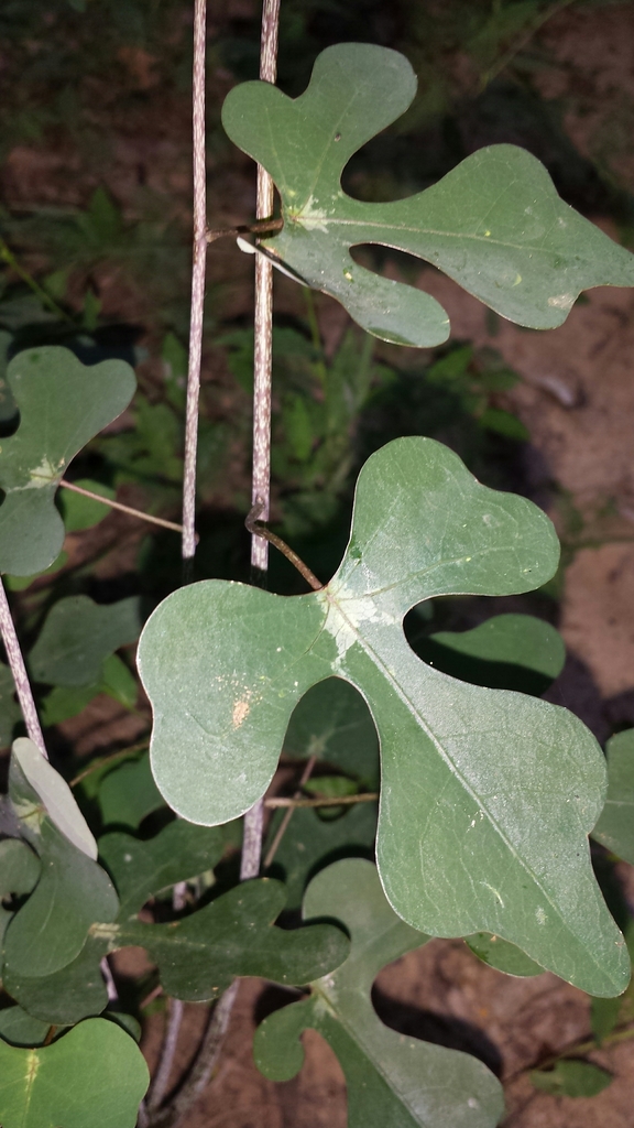 Adenia perrieri