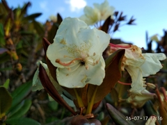 Rhododendron caucasicum