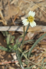 Tridax procumbens