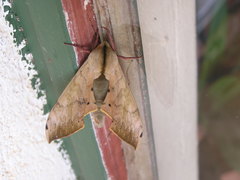 Pseudoclanis postica