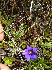 Gentiana dshimilensis