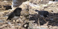 Junco hyemalis cismontanus