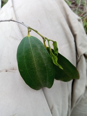 Bathiorhamnus reticulatus image