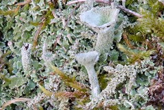 Cladonia