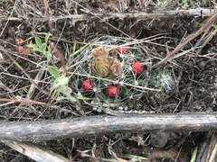 Escobaria missouriensis