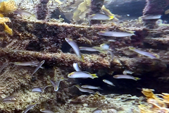 Trachinops noarlungae