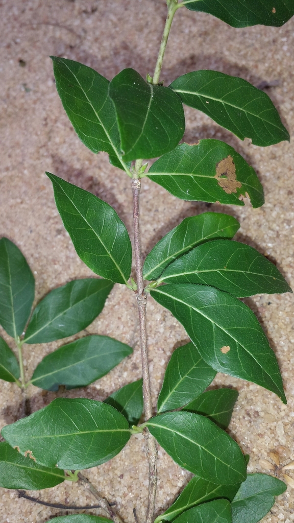 Coffea grevei